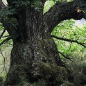 Castanea sativa